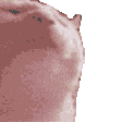 PartyCat emoji
