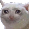 mericCat emoji