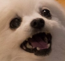 clW_doggowow emoji