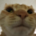 wz4_CatStare emoji