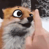 GIFFoxBoop emoji