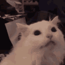 screamcat emoji