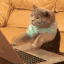 TappingCat emoji
