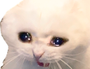 _sadcat emoji