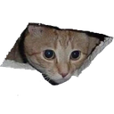 catlook emoji