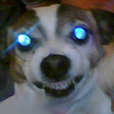 blue_eyes_doggo emoji