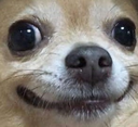 doggohappy emoji