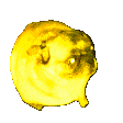partyPugDance emoji