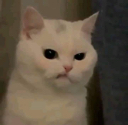 cattogrr emoji