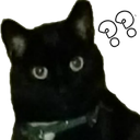 cat_what emoji