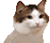 5997_party_cat emoji