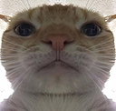 bruhcat emoji