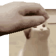 petcat emoji