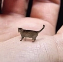 teenycat emoji