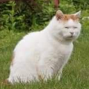 kitty1 emoji