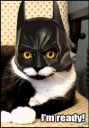 batcat emoji