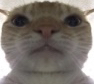 EpicCat emoji