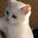 Cat_Smack_Right emoji
