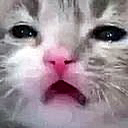 confusedcat emoji