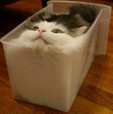 boxcat emoji