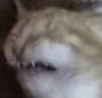 Cat emoji