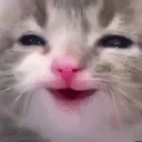 Kitten_Happy emoji