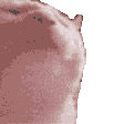 cat1 emoji