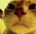 TPRx_catDisco emoji
