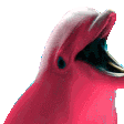 dolphinparty emoji