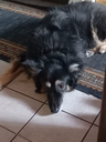 Blue_Hund emoji