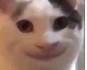 cat_smile emoji