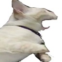 REEEcat emoji