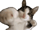 catpunch emoji