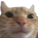 CatStare emoji