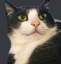 cat emoji