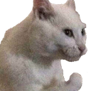CatChefKiss emoji