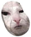 hnn_cat_bean emoji