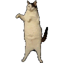 kittycatdance emoji