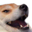 doge_laugh emoji