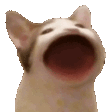 popCat emoji