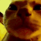 dcl_zzCatMusic emoji