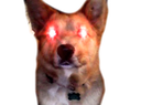 TriggeredDoggo emoji