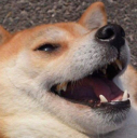 dogelaugh emoji
