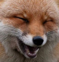 foxkek emoji