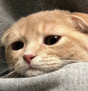 imp_cat_sad emoji