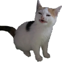 cat_no_banana emoji