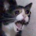 shockingcat emoji