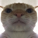 starecat emoji