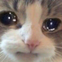 4916catcry emoji