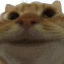 cat_yes emoji